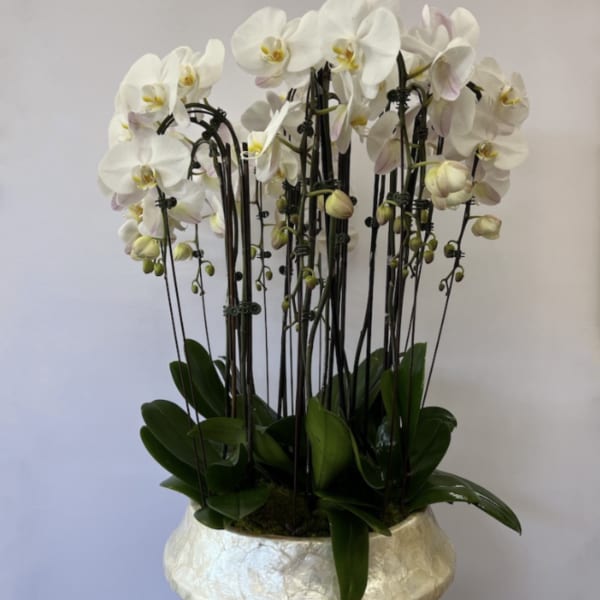 Orchid Love
