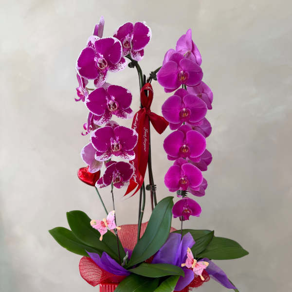 Pink orchids arranged in a red gift box with ribbon and butterfly picks