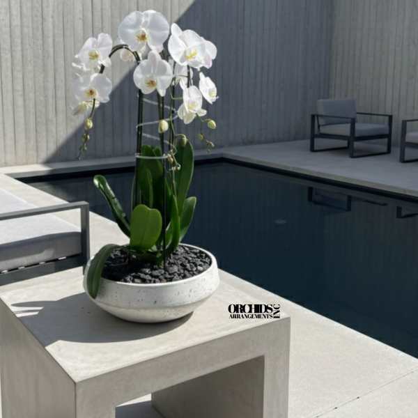 White orchids in a shallow bowl planter on a concrete table