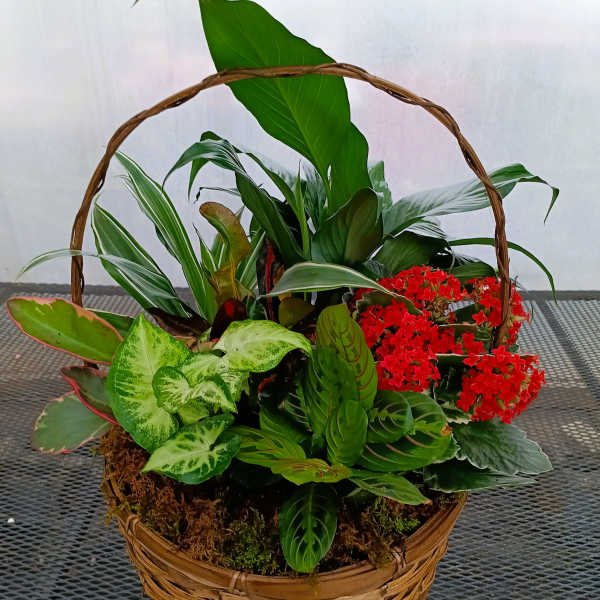 Basket of mixed green plants with red flowers
