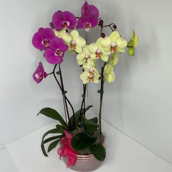 Potted orchids with magenta and pale yellow blooms in a pink container