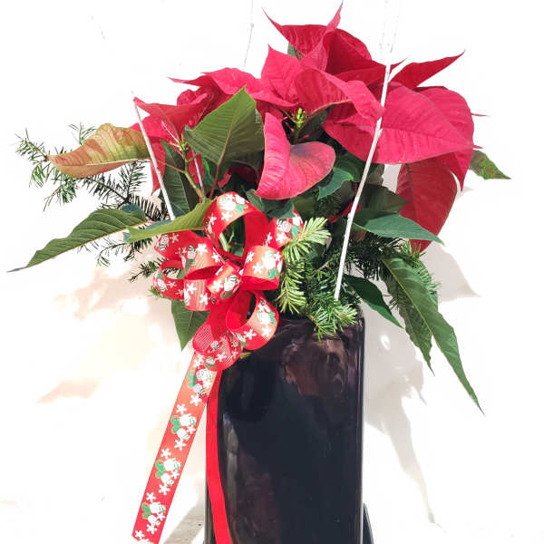 Poinsettia plant in a black pot with a red holiday ribbon