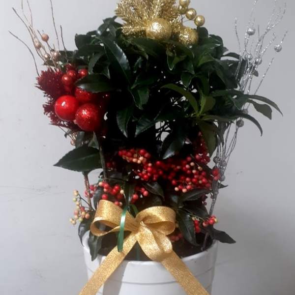 Holiday plant arrangement in a white pot with red and gold decorations