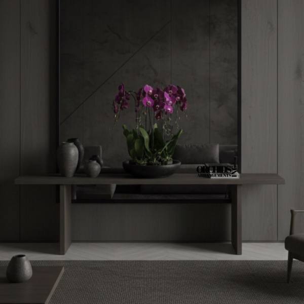 Potted purple orchids arranged on a low table in a dark room