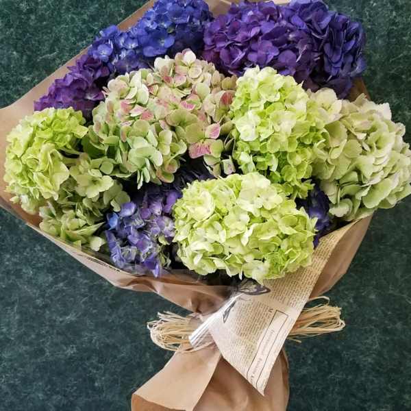 Bouquet of purple and green hydrangeas wrapped in brown paper