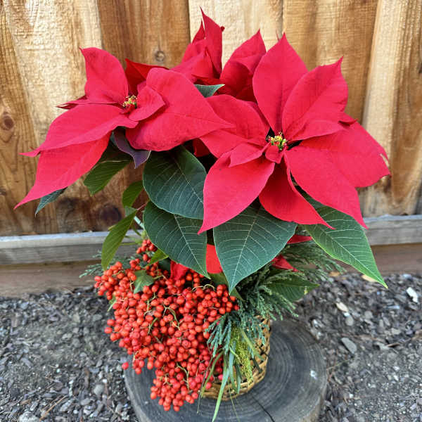 Potted poinsettia arrangement with bright red bracts and berry accents