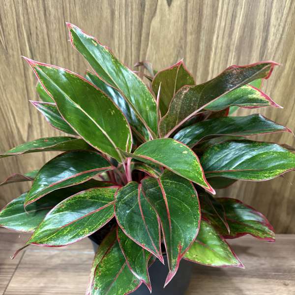 Potted plant with glossy green and pink-edged leaves