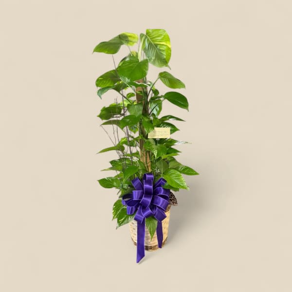 Peaceful Pothos