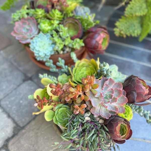 Two succulent bouquets with rosette-shaped plants in a shallow container