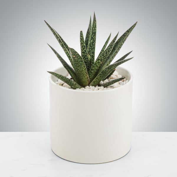Aloe Plant by BloomNation™