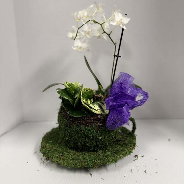 Cup of Tea- Mini Orchid planter