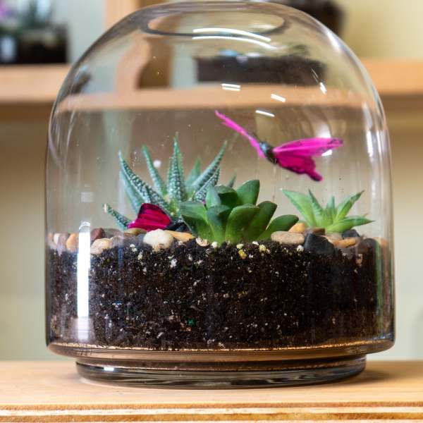 Succulent terrarium under a glass dome with pink butterfly accents