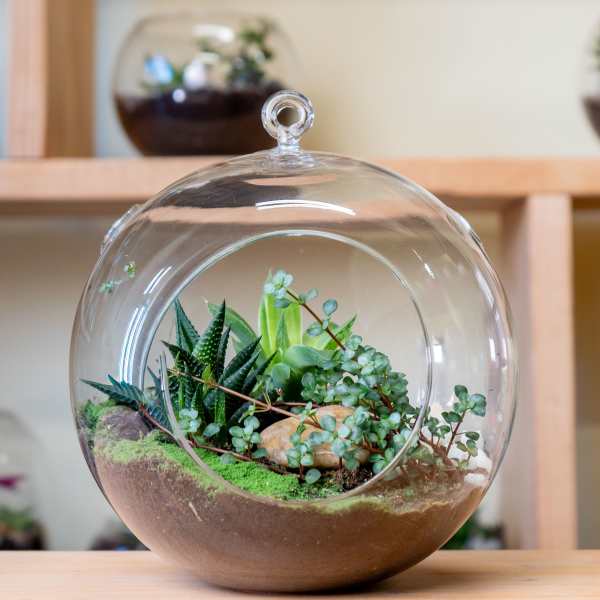 Glass terrarium with assorted succulents and moss in a round bowl