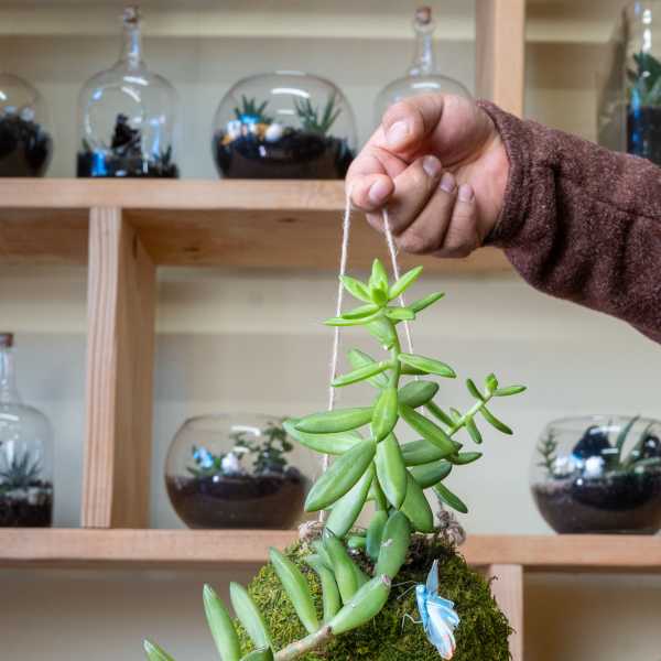 Hanging succulent planter with trailing green stems and moss ball