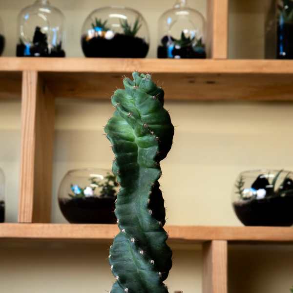 Tall twisted cactus in a white pot
