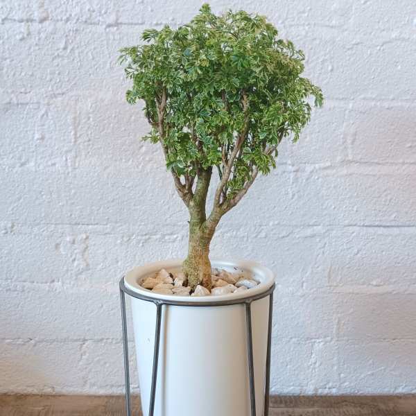 Ming Aralia