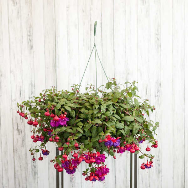 Hanging basket of trailing pink and purple fuchsia flowers