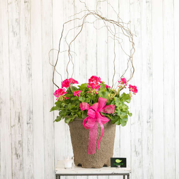 Geranium