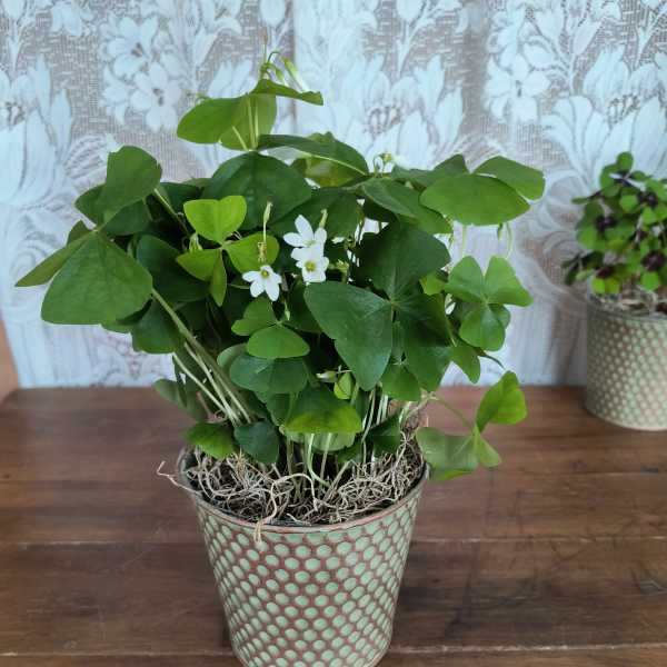 Green Oxalis