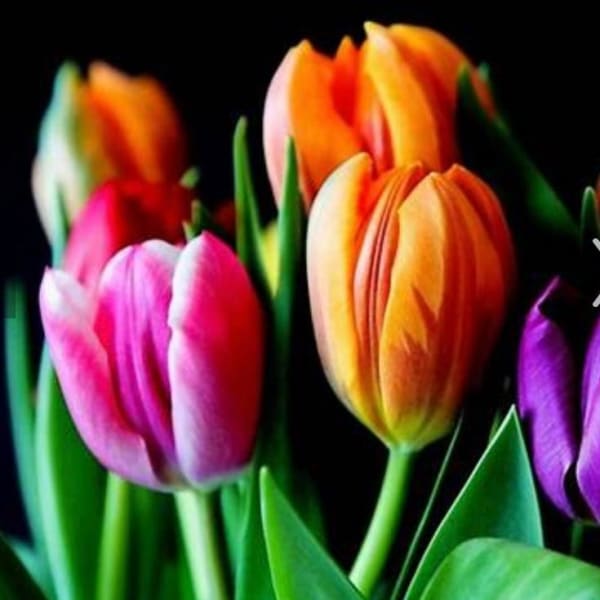 Elegant Tulips
