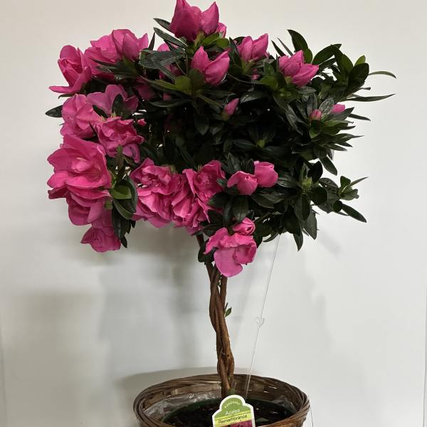 Pink Azalea Plant