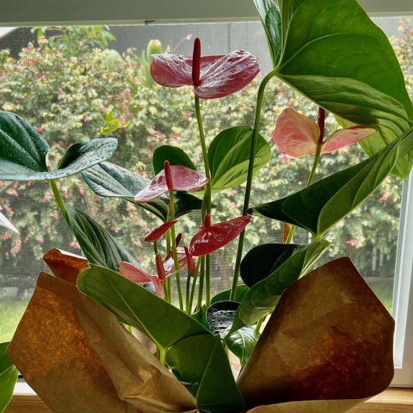 Potted green plant with pink tropical flowers wrapped in brown paper with a white bow on a wooden surface.