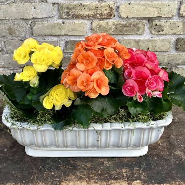 Betty Begonia