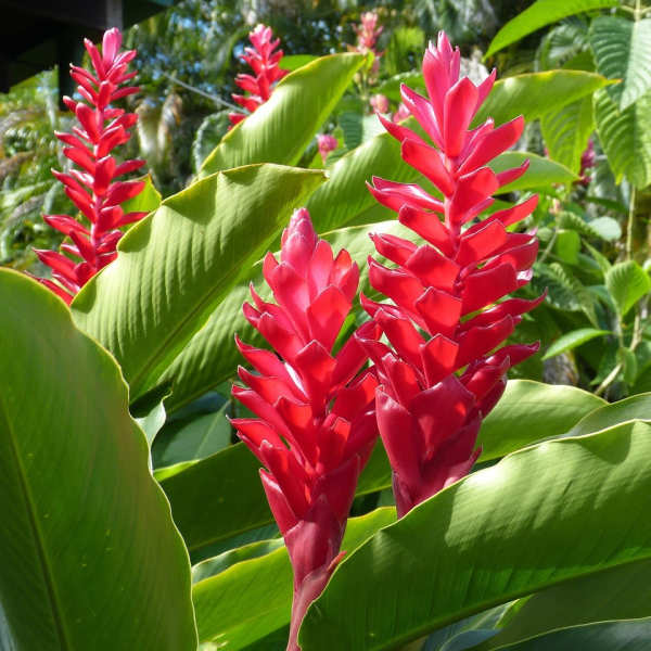 Tropical plant with tall red flower spikes among large green leaves outdoors