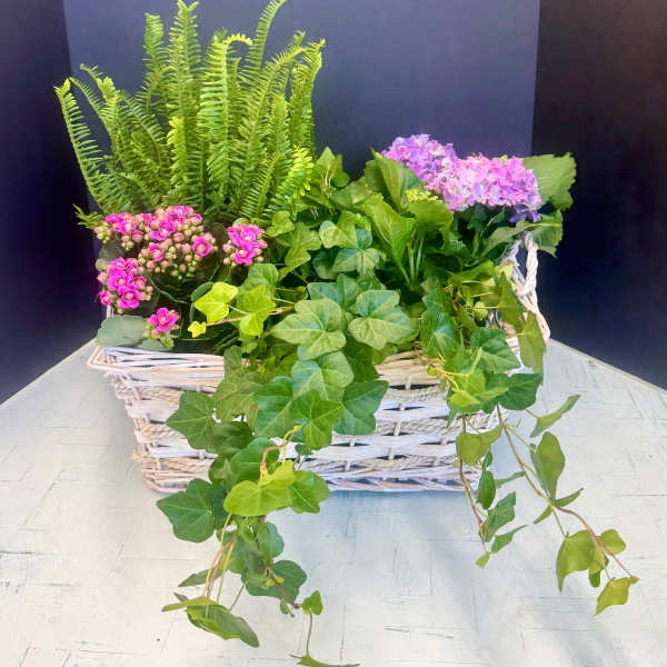 Mother's Day Special (Plant Basket)