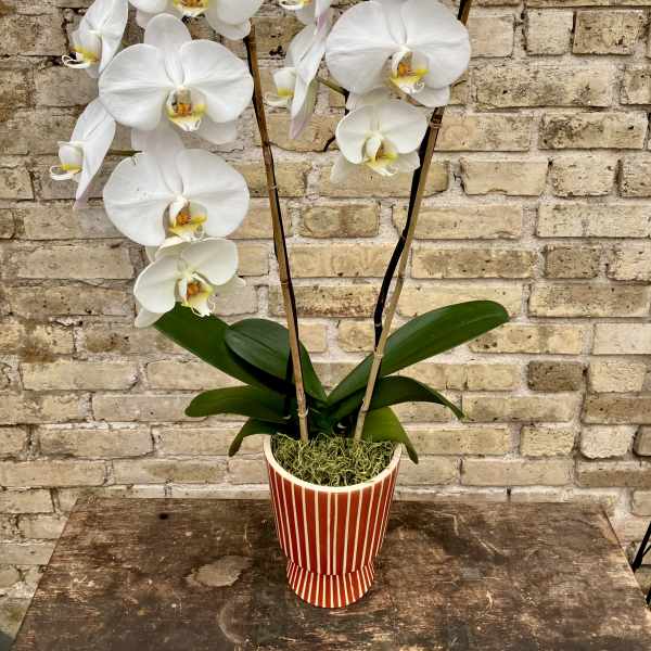 Hana