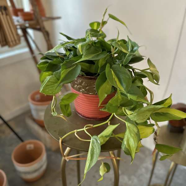 Trailing green houseplant in a pink pot on a small table