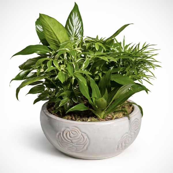 8” Mixed Dish Garden