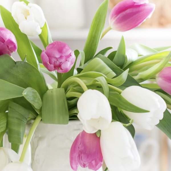 Pink and white tulips arranged in a clear vase