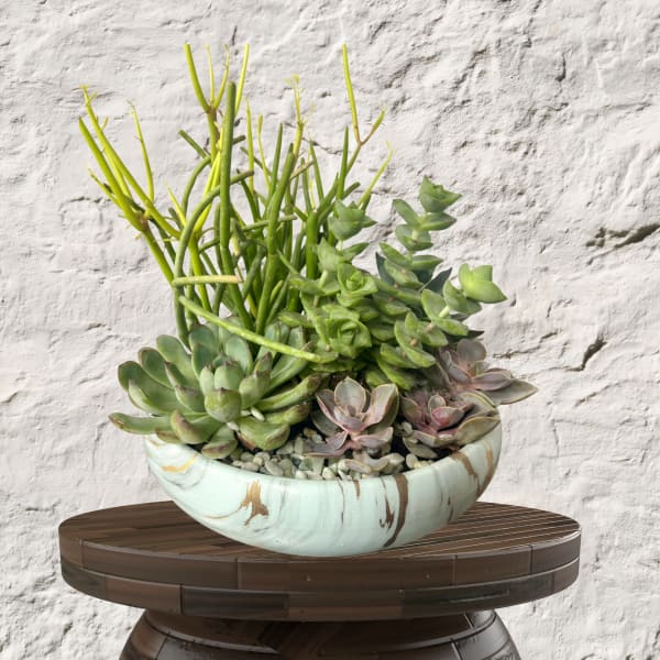 Succulent arrangement in a shallow ceramic bowl on a round table