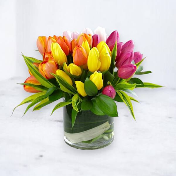 Tulip Jubilee