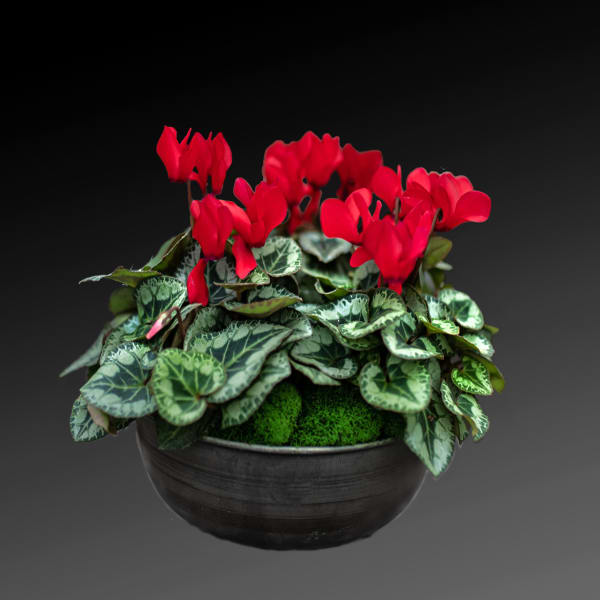 Potted plant with red flowers in a dark bowl planter