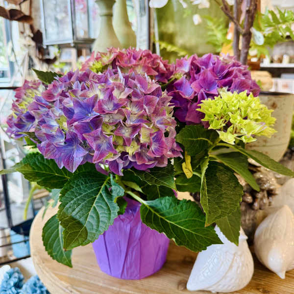 Hydrangea Basket