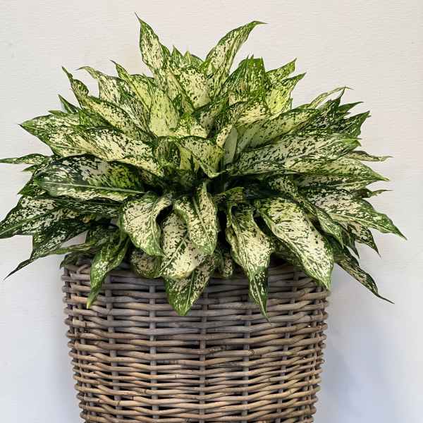 Potted variegated green plant in a woven basket
