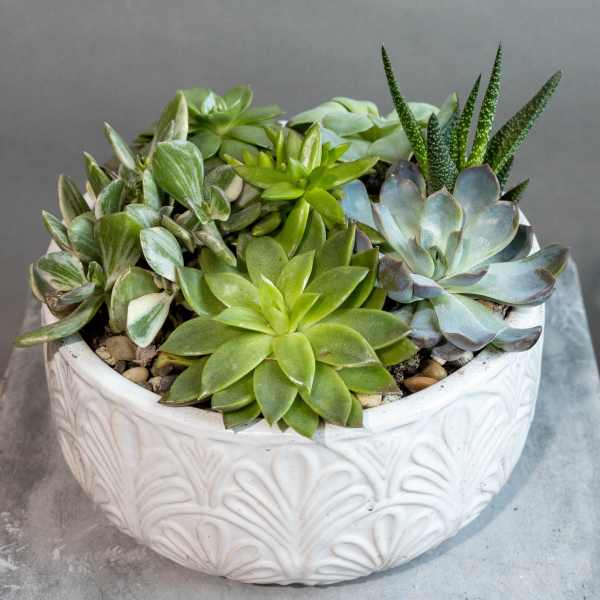 Succulent arrangement in a white decorative bowl planter
