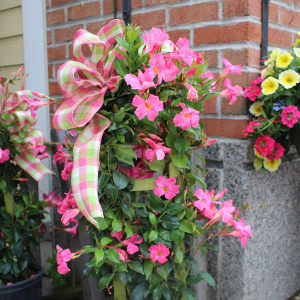 mandevilla plant