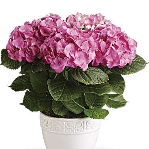 Pink hydrangea plant in a white decorative pot