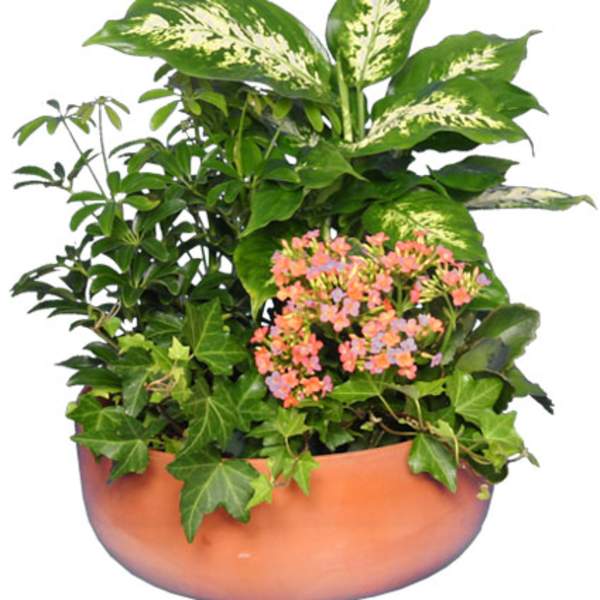 Mixed potted plant arrangement with pink flowers in a terracotta bowl