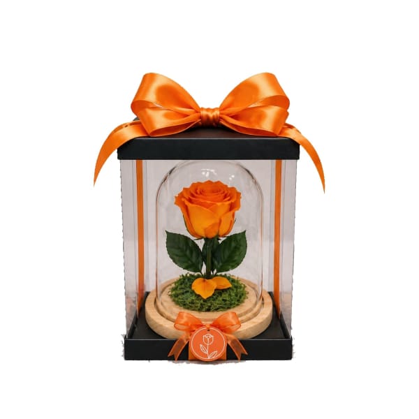 Single orange rose displayed in a clear dome gift box with a ribbon bow