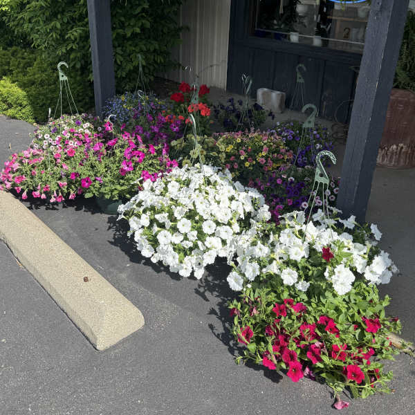 Rows of colorful potted petunias outside a storefront under hanging ferns.