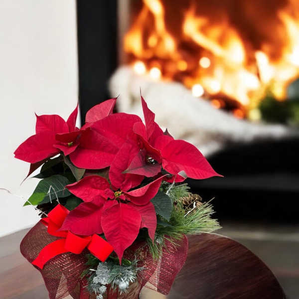 Poinsettia