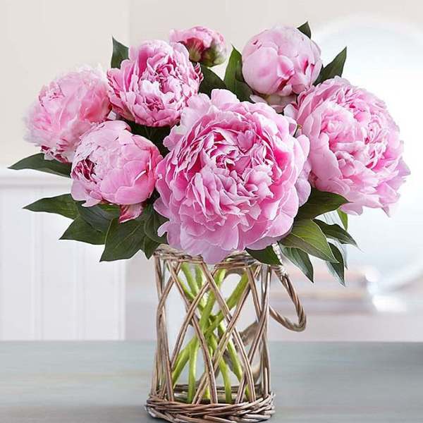 Veoleta peonies.