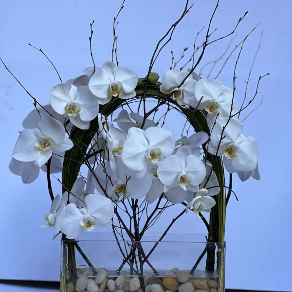 Orchid Emperor