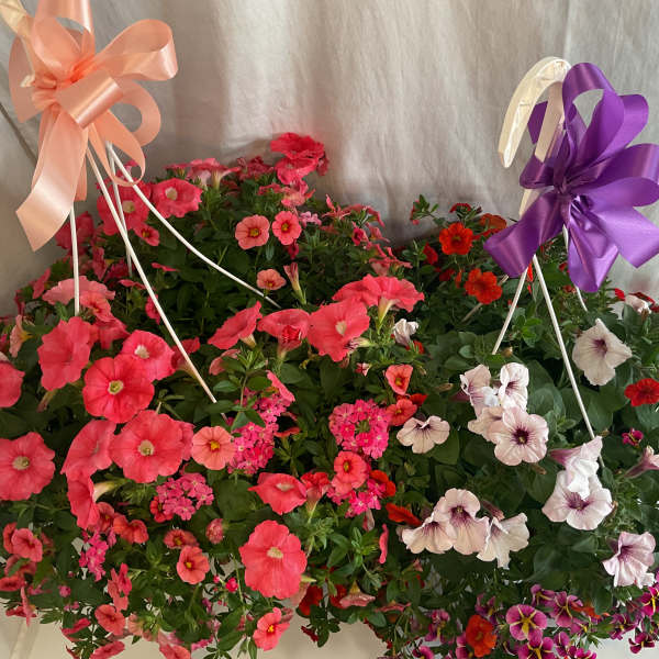 Potted petunia plants with pink, red, white, and purple blooms