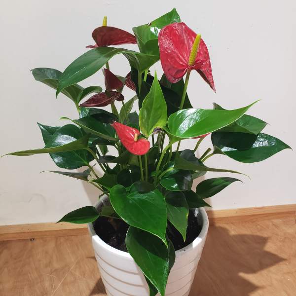 Potted anthurium plant with red blooms in a white ceramic pot