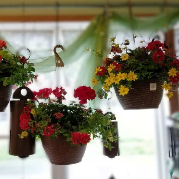 Hanging baskets for Mother's Day